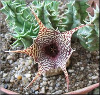 Huernia zebrina var magniflora x H saudiarabica